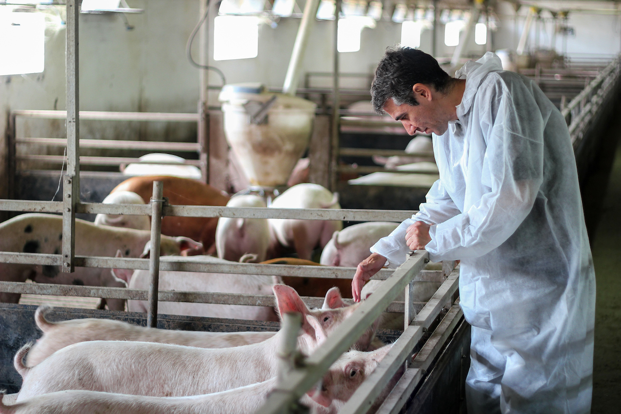 Intensive pig farming. Veterinarian doctor wearing protective suit.