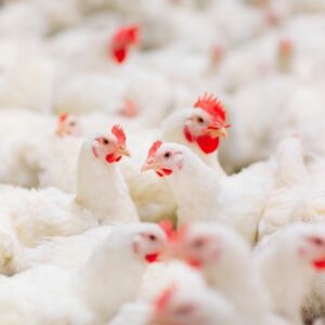 Photo poules