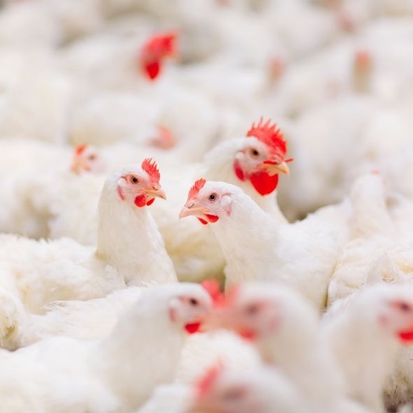 Photo poules